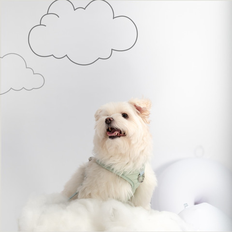 PUFFUR | Harness