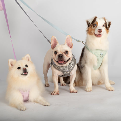 PUFFUR | Standard Leash