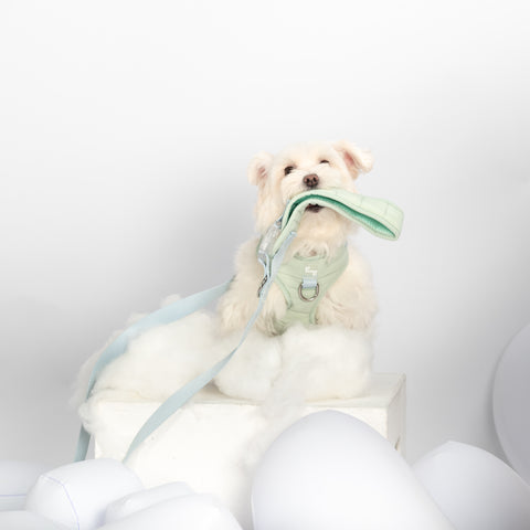 PUFFUR | Standard Leash