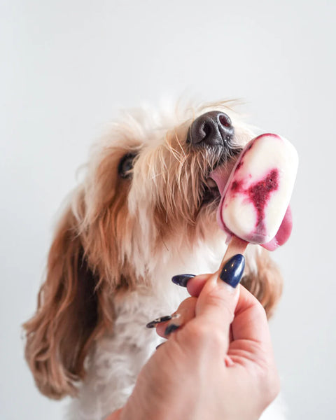 LICKED. | Very Berry Pawpsicle (Mini)