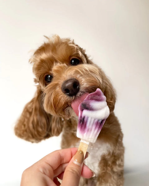LICKED. | Monday Blues Pawpsicle (Mini)