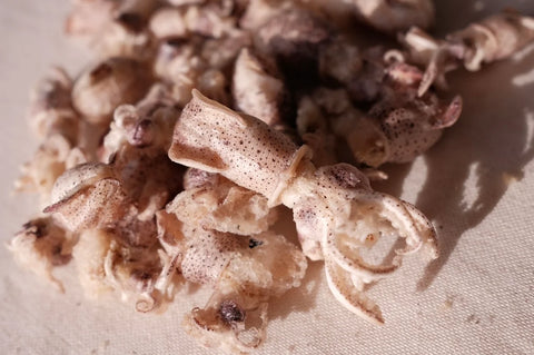 The Furever Dog | Squid Popcorn