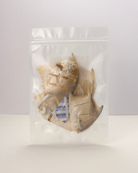 bbites | Baby Pomfret (Freeze-dried)