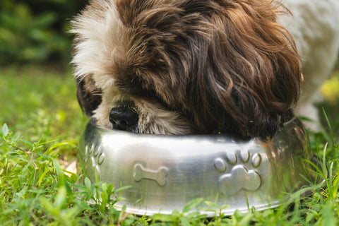 The Dog Grocer Meals