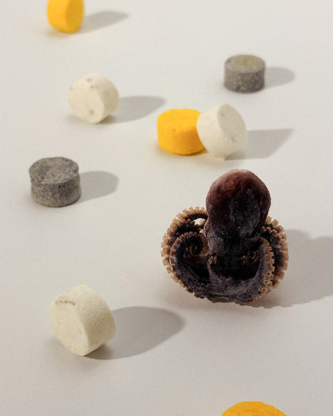 bbites | Tako Tako Tide Bites Blend (Freeze-dried)